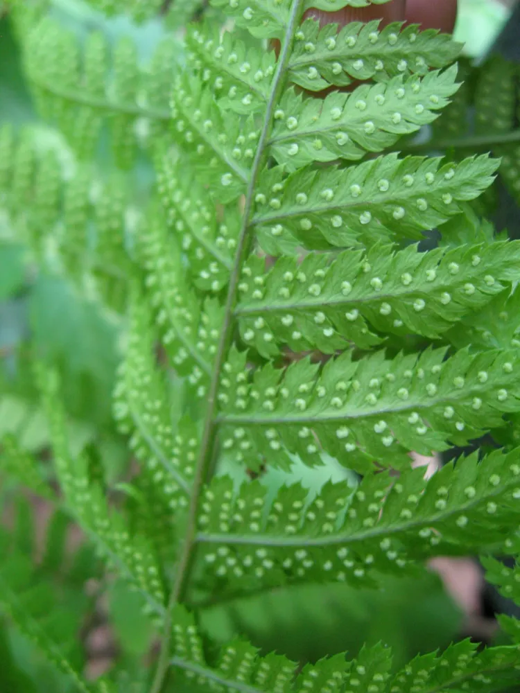 dryopteris carthusiana plant showing characteristic features
