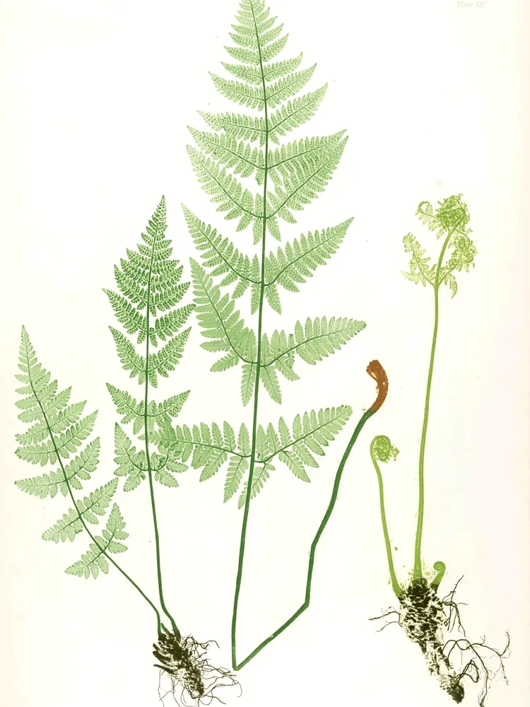 dryopteris carthusiana plant showing characteristic features