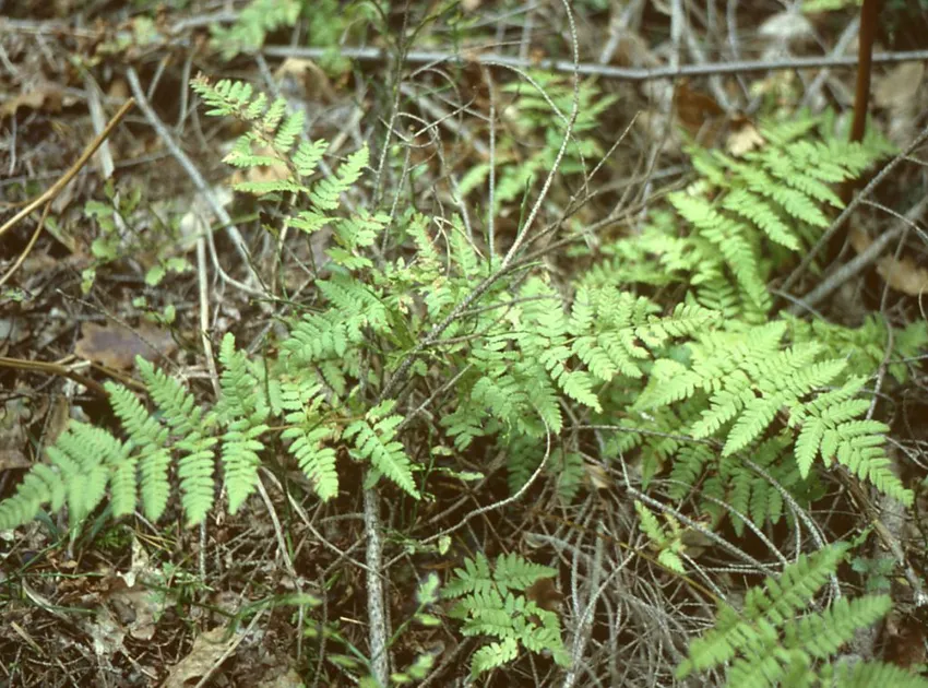 dryopteris carthusiana plant showing characteristic features