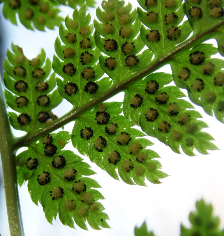 dryopteris carthusiana plant showing characteristic features