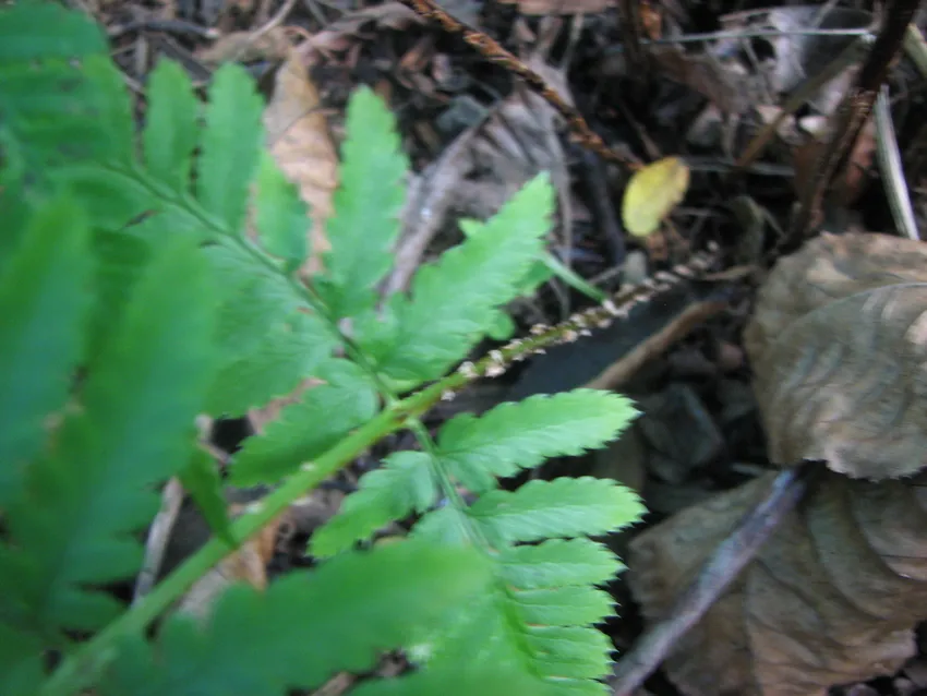 dryopteris carthusiana plant showing characteristic features