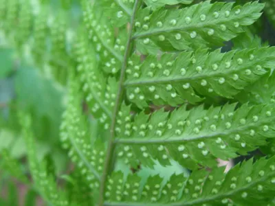 thumbnail dryopteris carthusiana