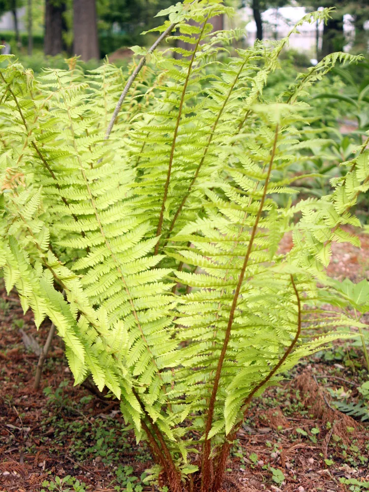 dryopteris crassirhizoma plant showing characteristic features