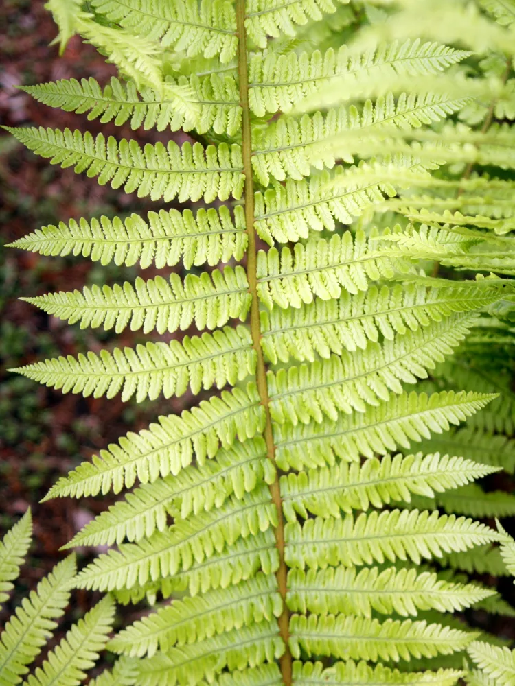 dryopteris crassirhizoma plant showing characteristic features