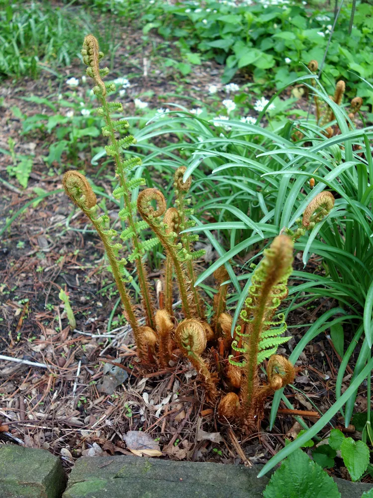 dryopteris crassirhizoma plant showing characteristic features
