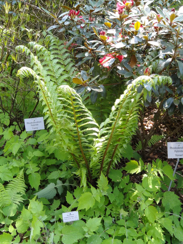 dryopteris crassirhizoma plant showing characteristic features