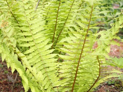 thumbnail dryopteris crassirhizoma