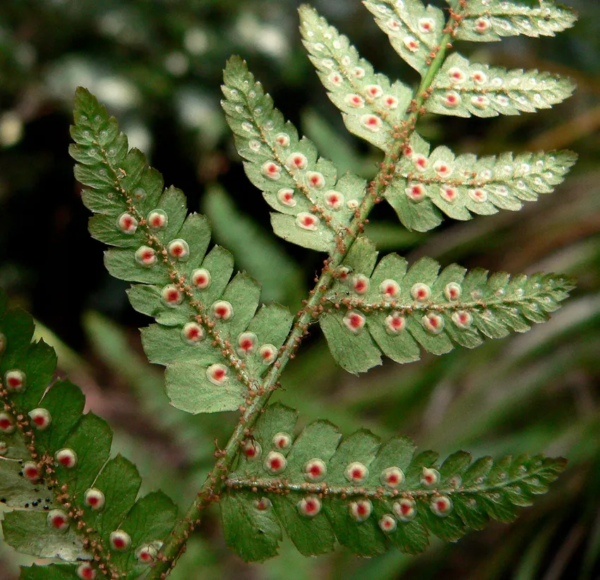 dryopteris erythrosora plant showing characteristic features