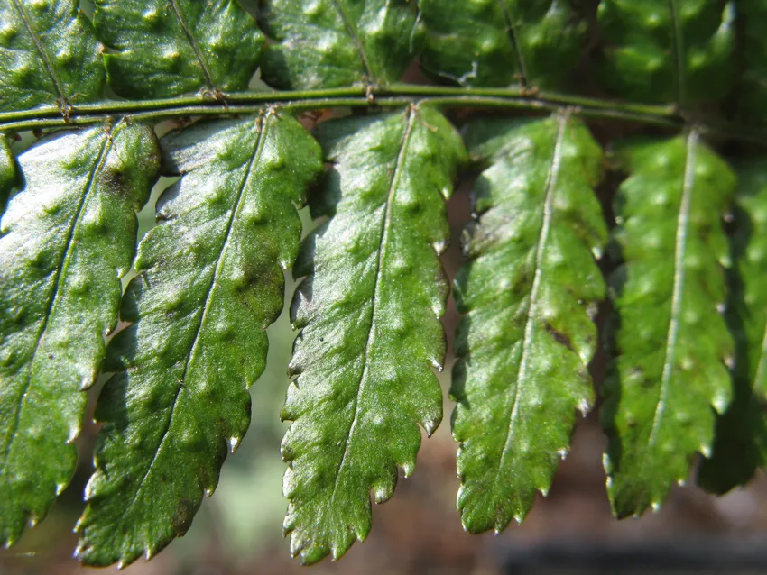 dryopteris erythrosora plant showing characteristic features