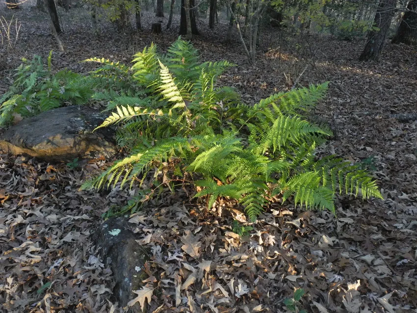 dryopteris erythrosora plant showing characteristic features