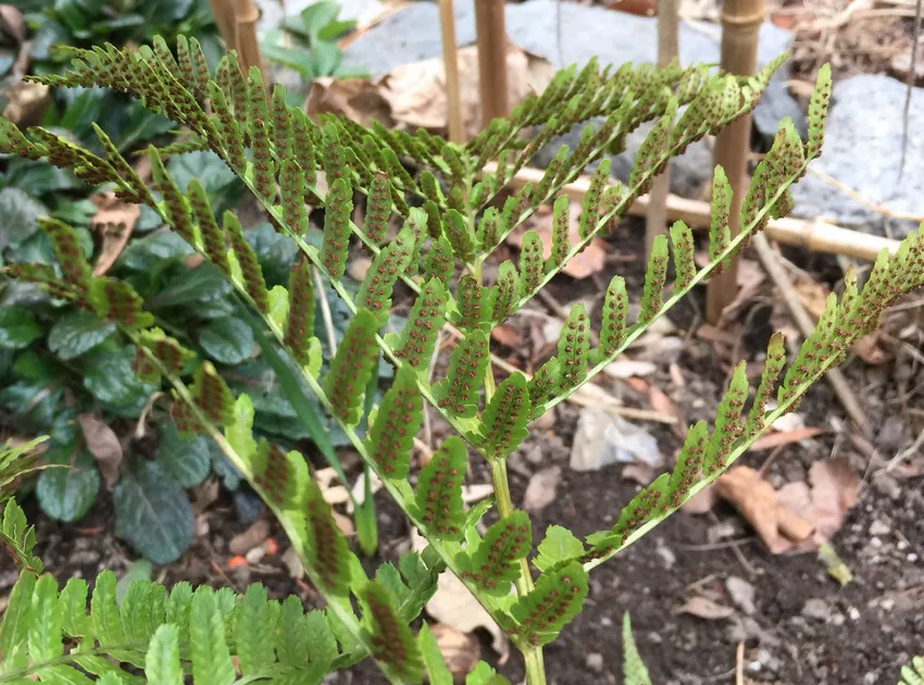 dryopteris erythrosora plant showing characteristic features