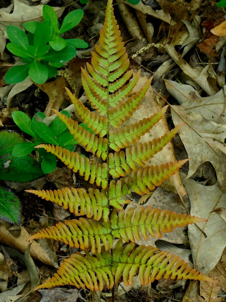 dryopteris erythrosora plant showing characteristic features