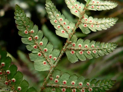 thumbnail dryopteris erythrosora