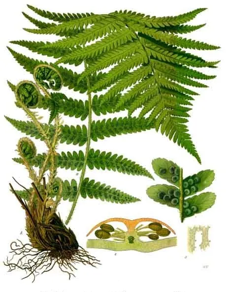 dryopteris filix-mas plant showing characteristic features