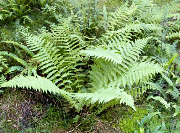 dryopteris filix-mas plant showing characteristic features