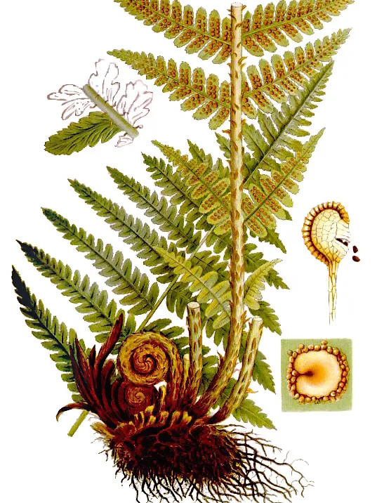 dryopteris filix-mas plant showing characteristic features