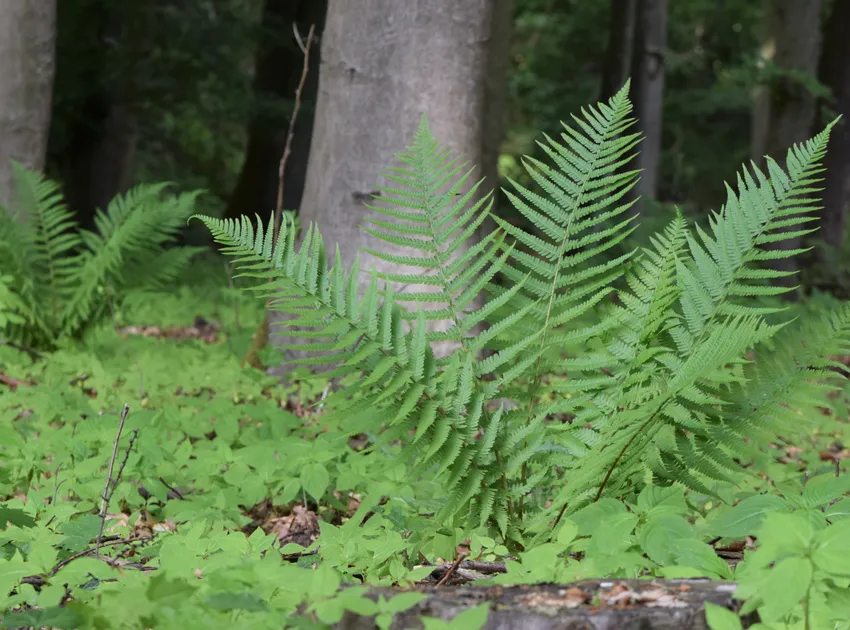 dryopteris filix-mas plant showing characteristic features