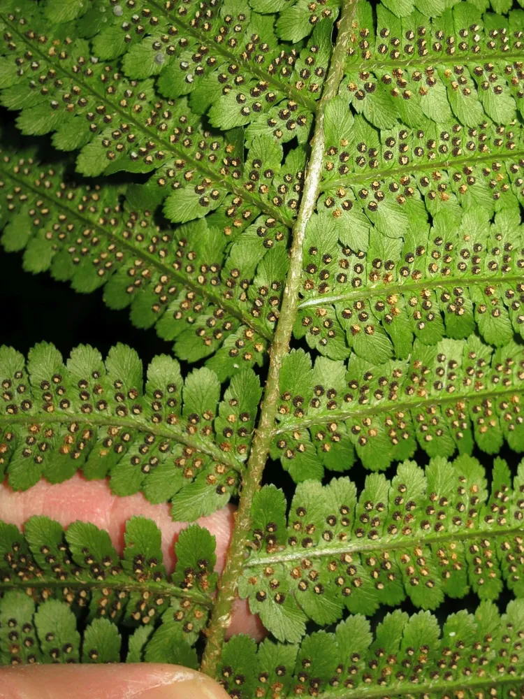 dryopteris filix-mas plant showing characteristic features