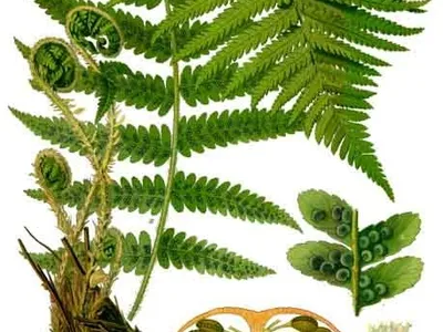 thumbnail dryopteris filix-mas