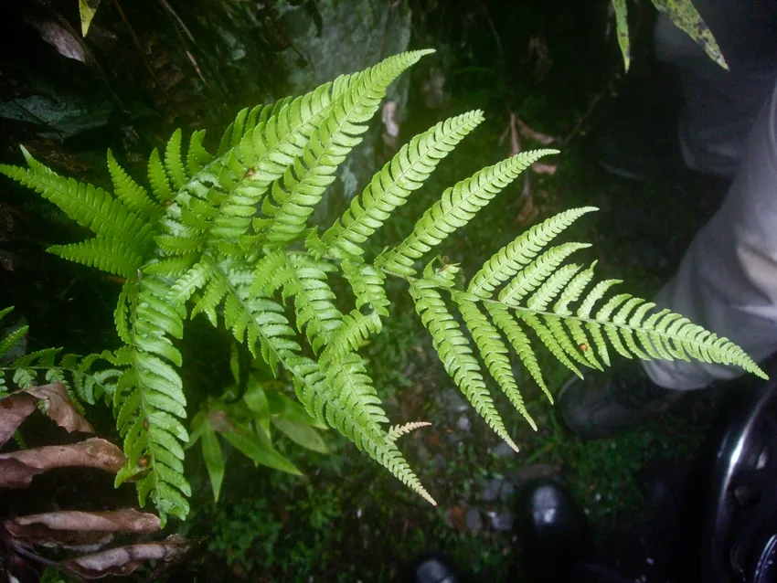 dryopteris formosana plant showing characteristic features