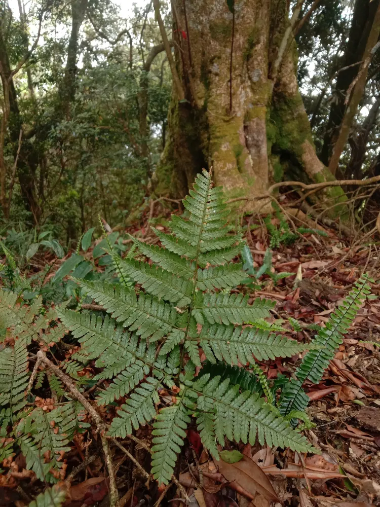 dryopteris formosana plant showing characteristic features
