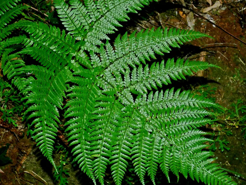 dryopteris formosana plant showing characteristic features