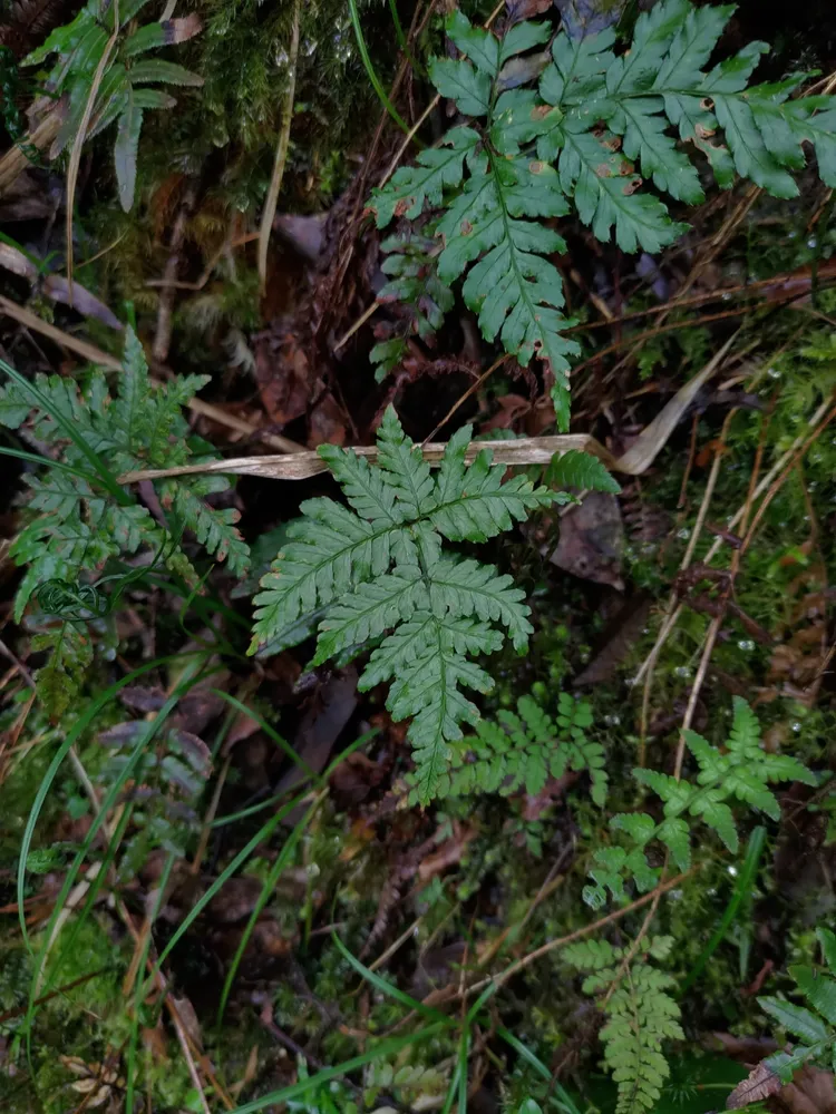 dryopteris formosana plant showing characteristic features