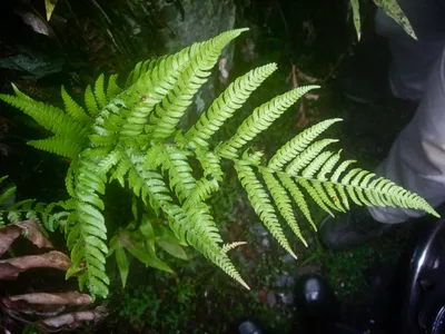 thumbnail dryopteris formosana