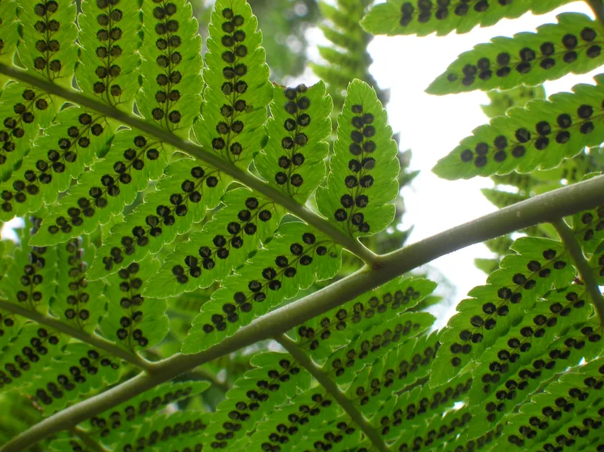 dryopteris goldiana plant showing characteristic features