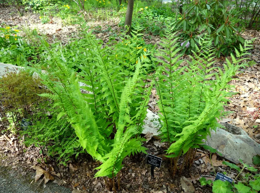 dryopteris goldiana plant showing characteristic features