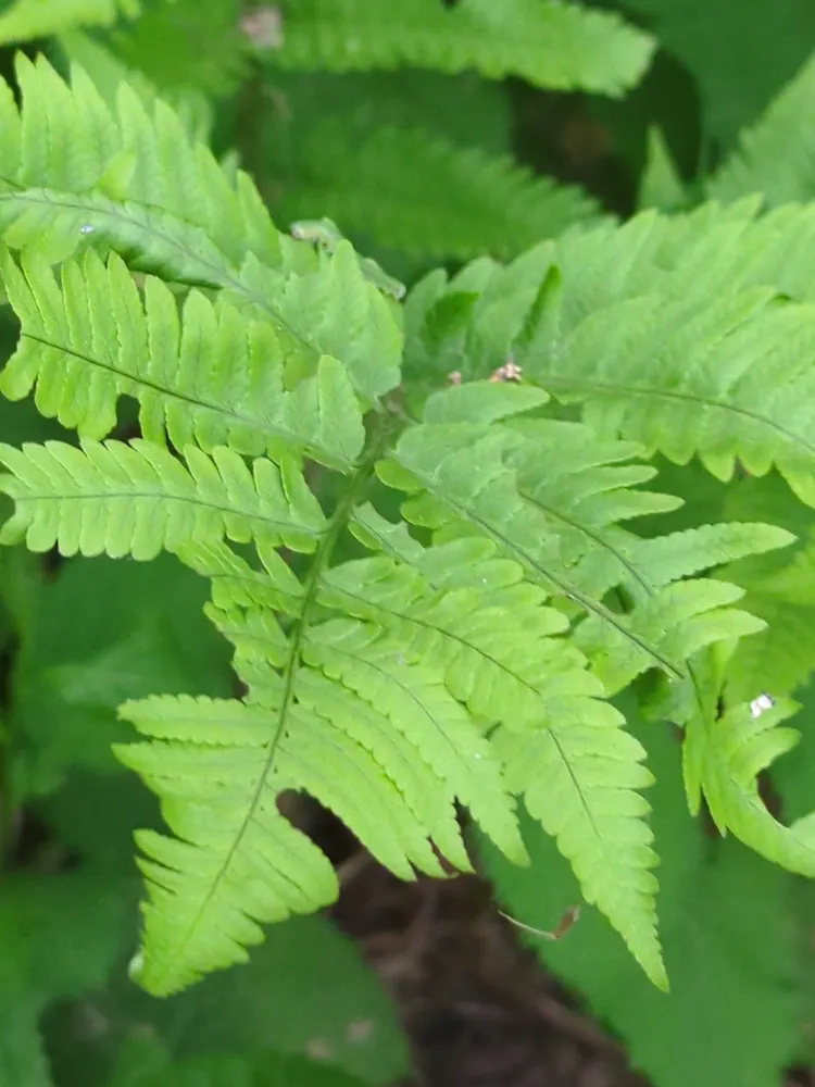dryopteris goldiana plant showing characteristic features