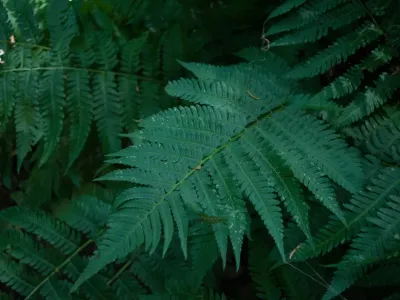 thumbnail dryopteris goldiana