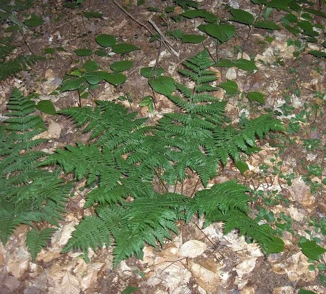 dryopteris intermedia plant showing characteristic features