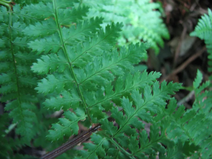 dryopteris intermedia plant showing characteristic features