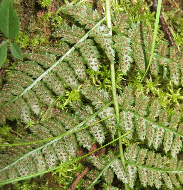 dryopteris intermedia plant showing characteristic features