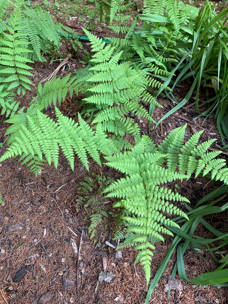 dryopteris intermedia plant showing characteristic features