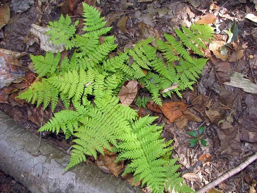 dryopteris intermedia plant showing characteristic features