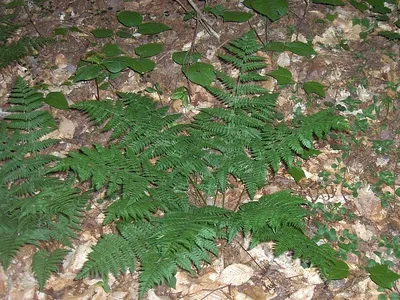 thumbnail dryopteris intermedia
