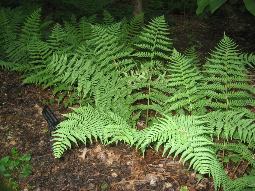 dryopteris marginalis plant showing characteristic features