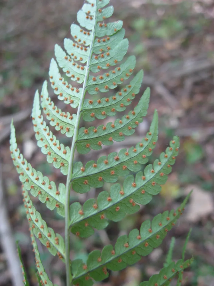 dryopteris marginalis plant showing characteristic features