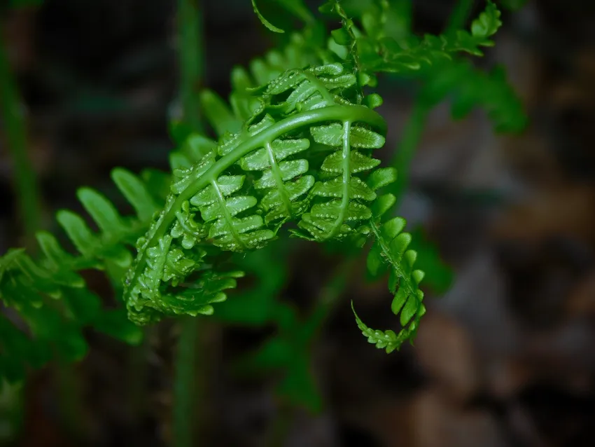 dryopteris marginalis plant showing characteristic features
