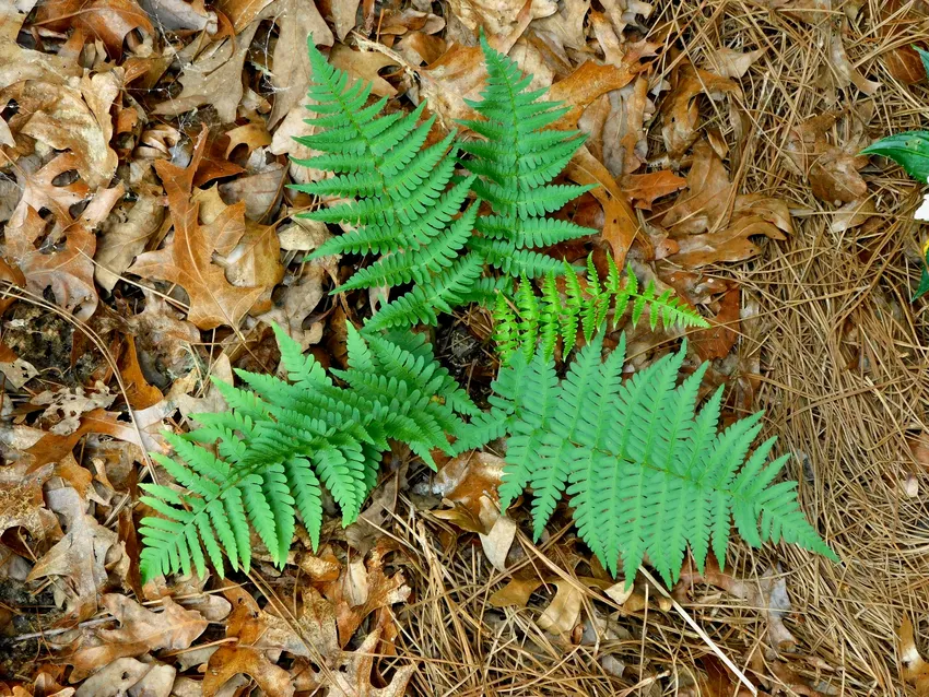 dryopteris marginalis plant showing characteristic features