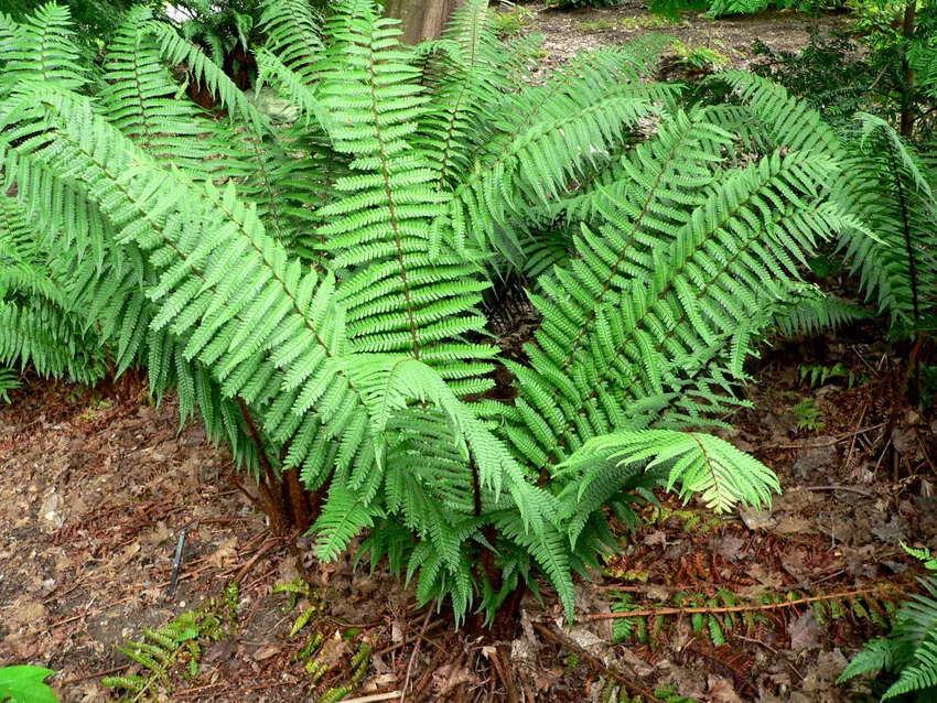 dryopteris wallichiana plant showing characteristic features