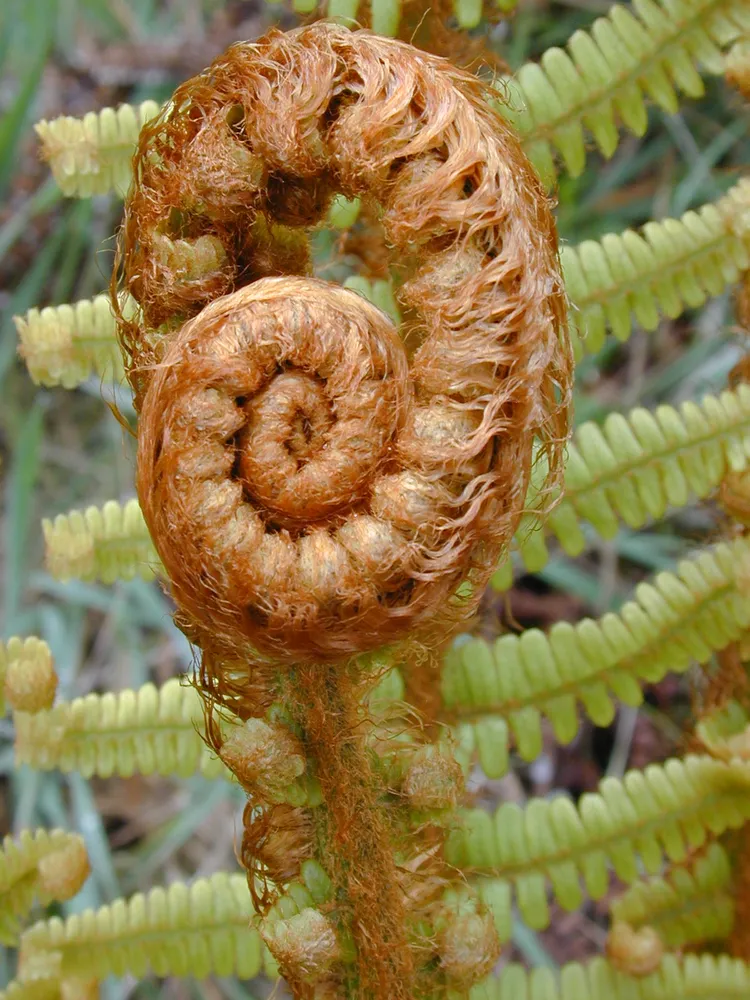 dryopteris wallichiana plant showing characteristic features