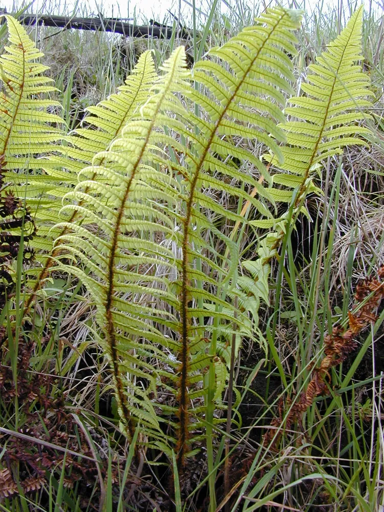 dryopteris wallichiana plant showing characteristic features