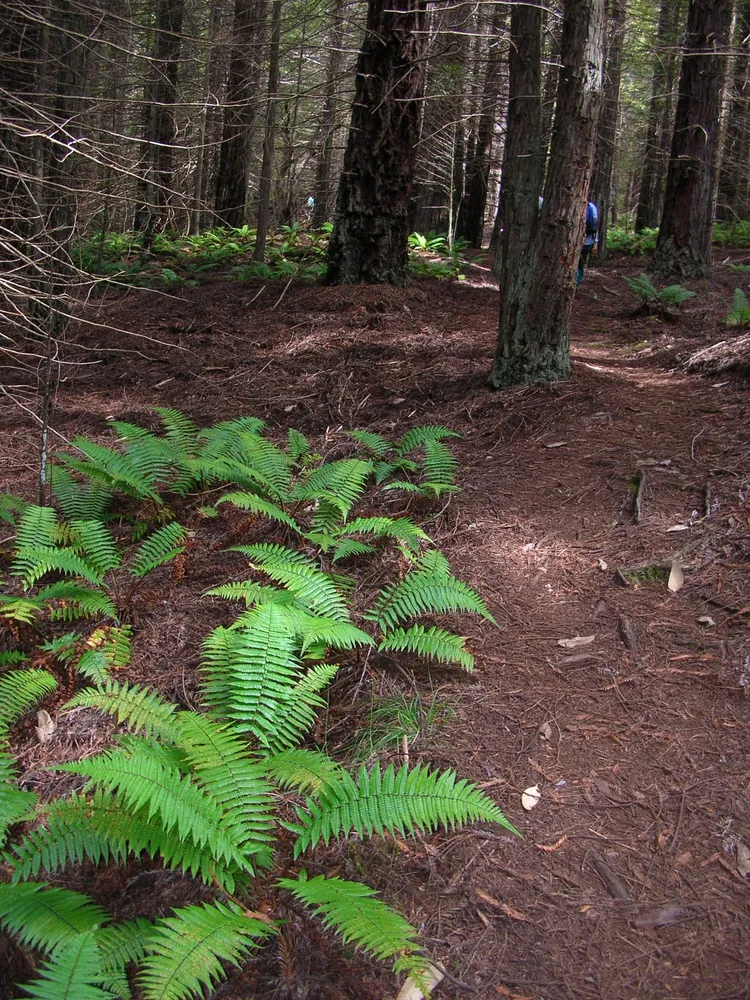 dryopteris wallichiana plant showing characteristic features