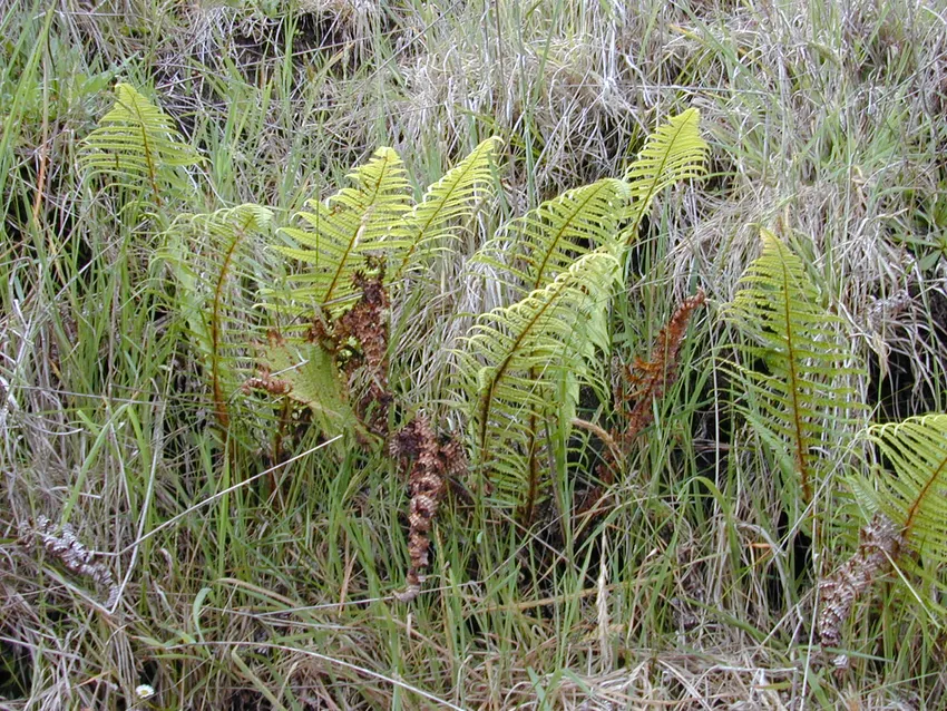 dryopteris wallichiana plant showing characteristic features