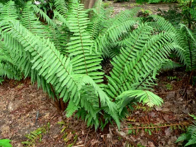 thumbnail dryopteris wallichiana