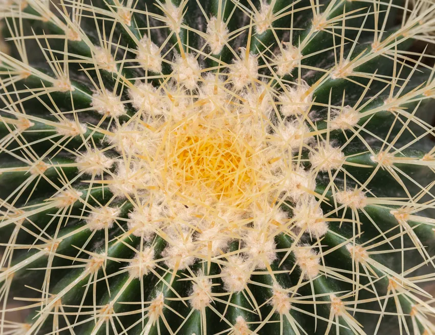 echinocactus grusonii plant showing characteristic features