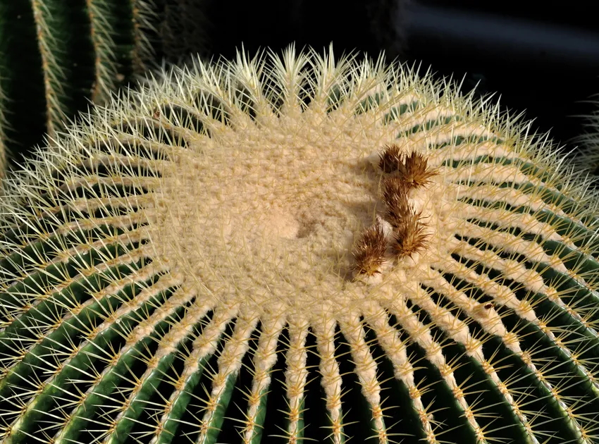 echinocactus grusonii plant showing characteristic features
